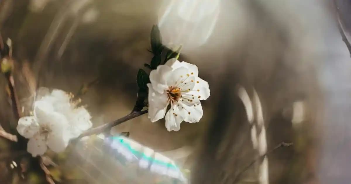 Makyaj Temizleme Yağı Seçimi ve Kullanımı: Cilt Sağlığını Koruyan Temizlik Yöntemleri