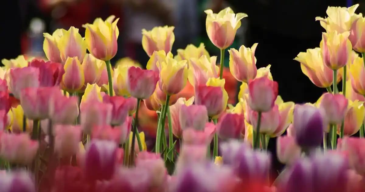 Organik Ped Markaları ve Doğa ve Cilde Dost Seçenekler Hakkında Kapsamlı Bilgi