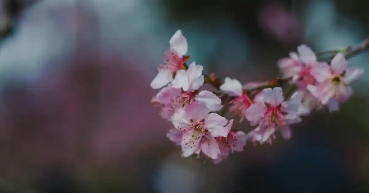 2025'te Purest Arbutin Serumu ile Cilt Tonunuzda Mucizeler Yaratın
