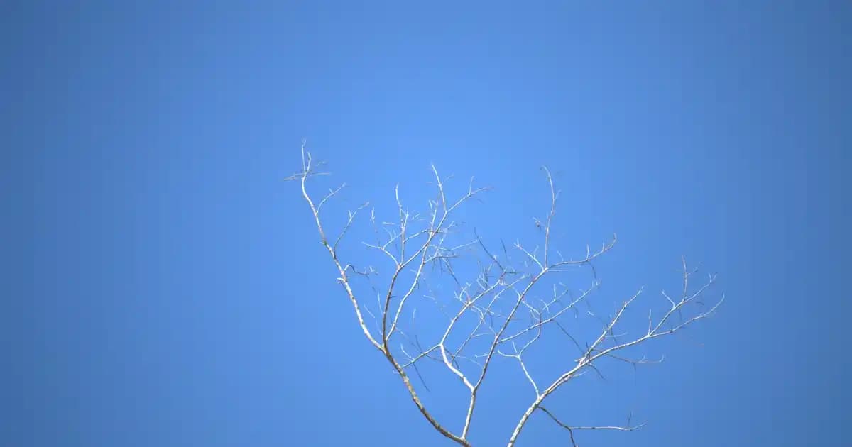 Temiz İçerikli Güneş Kremleri: Doğa ve Cilt Sağlığını Koruyan Güvenli Seçenekler