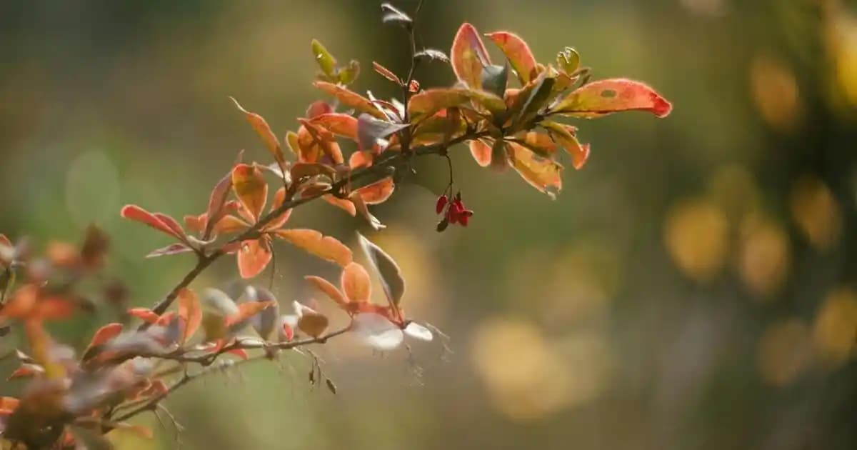 Venüs Halk Arasında Ne Olarak Bilinir Kozmetik Dünyasında Yeri ve Anlamı