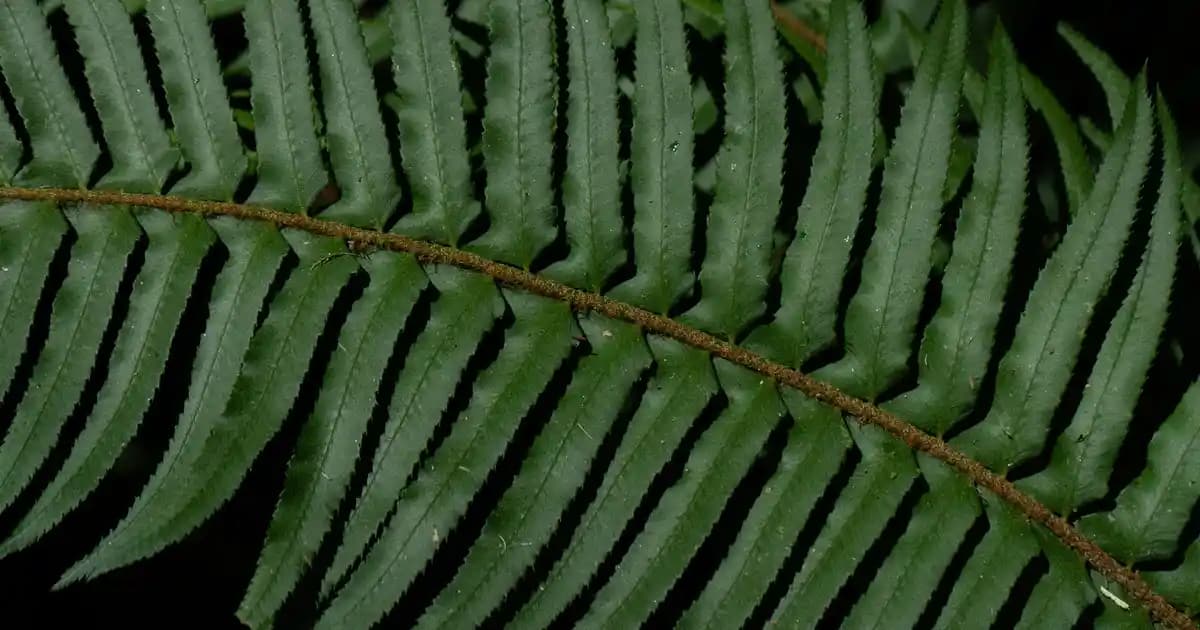 Luminous Citrus Florals: Parfüm Dünyasında Taze ve Hafif Narenciye-Çiçek Kokuları